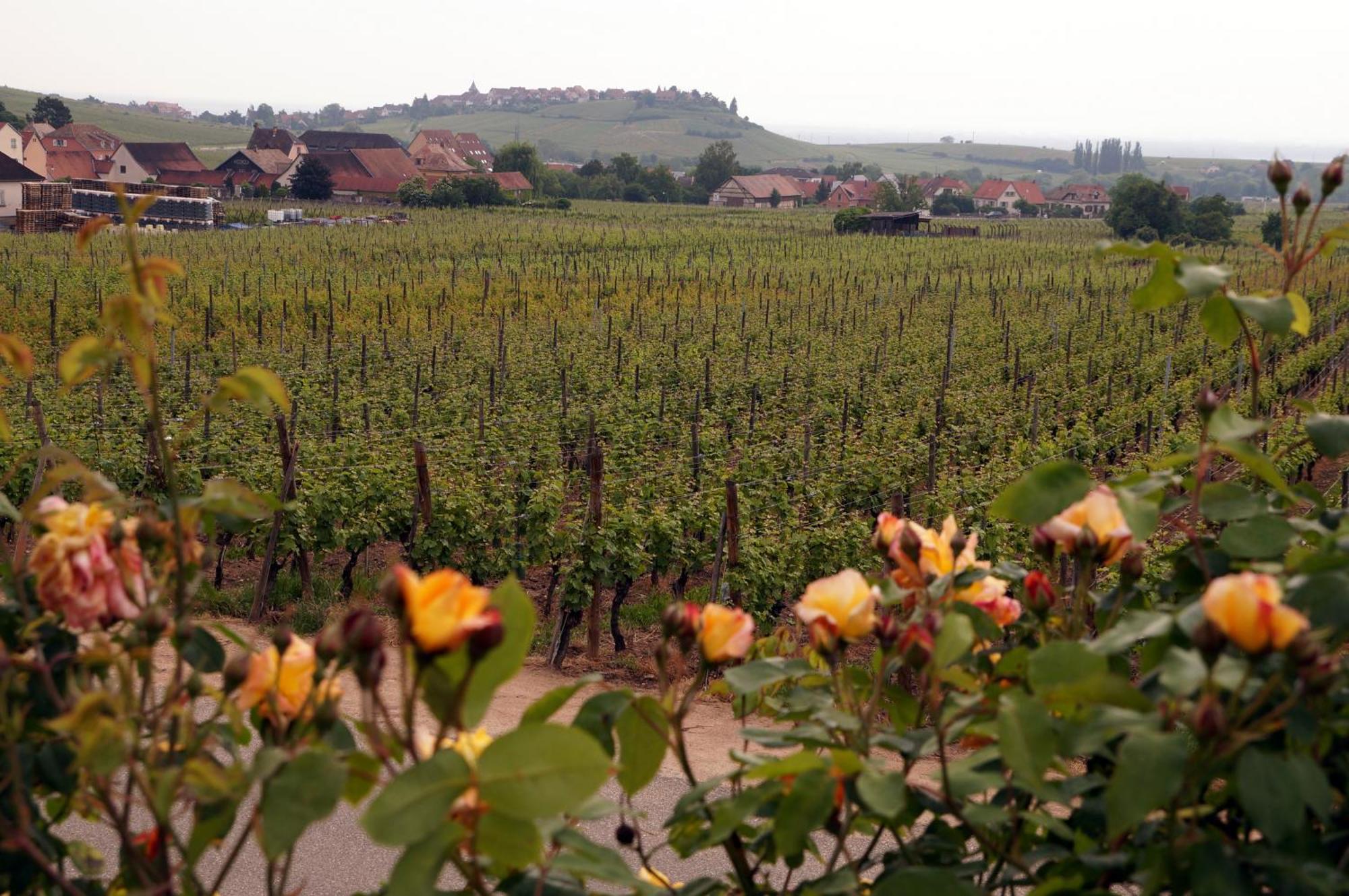 Gite Le Mandle Riquewihr Exterior photo